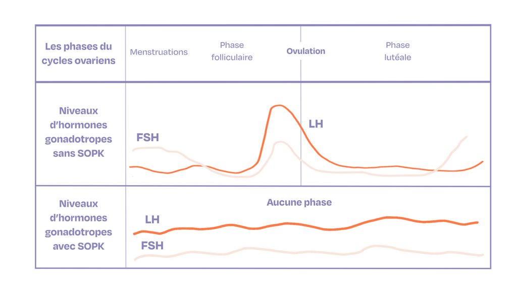 Tableau graphique des hormones cycle