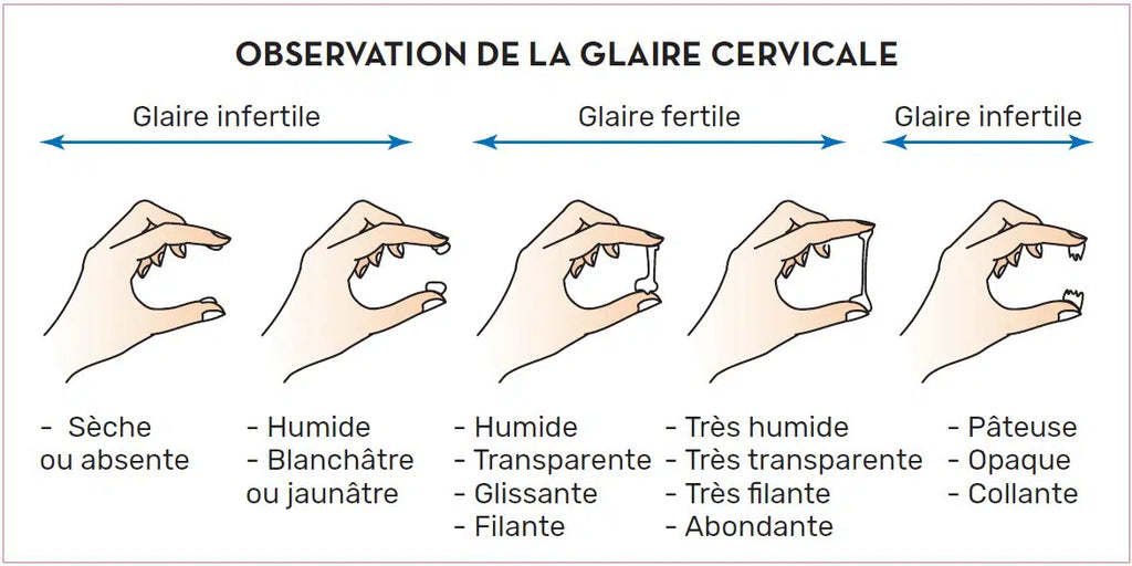 evolution de la glaire cervicale en fonction du cycle