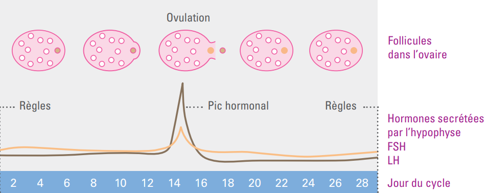 Un cycle menstruel normal