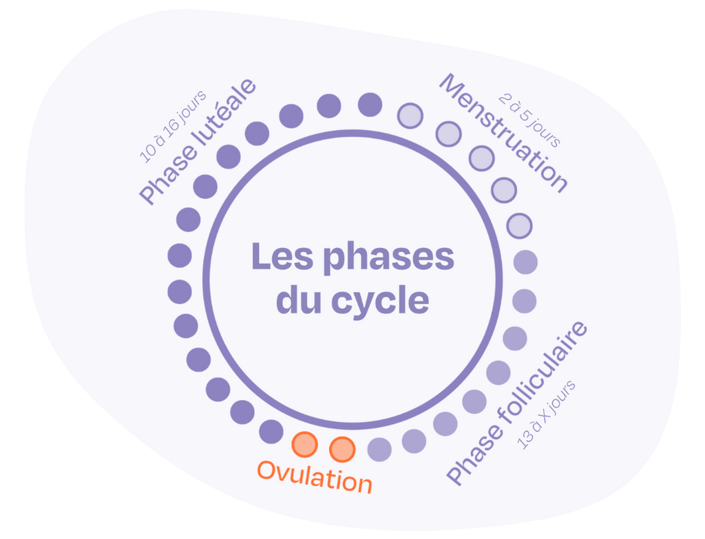 Les phases du cycle menstruel sopk