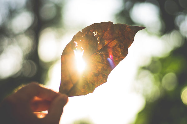 Feuille d'arbre et rayon du soleil qui passent au travers