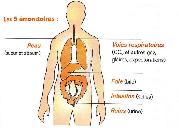 Les 5 émonctoires