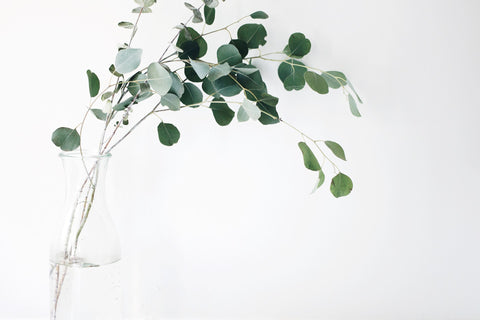 Fresh eucalyptus sprigs in glass vase full of water