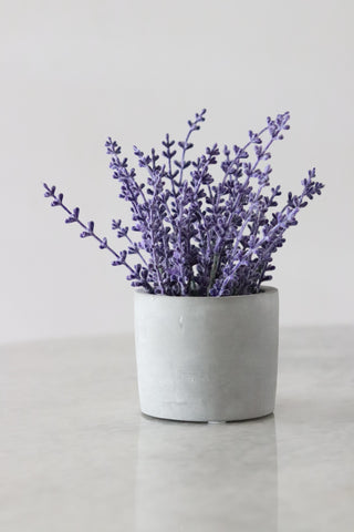 Fresh lavender sprigs in white concrete pot