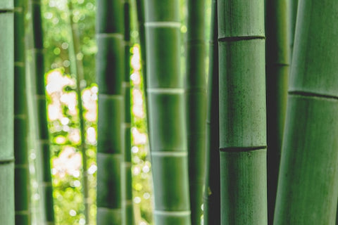 Close-up of green bamboo chutes in rainforest