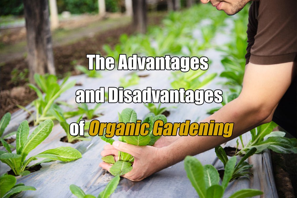 disadvantages of gardening essay