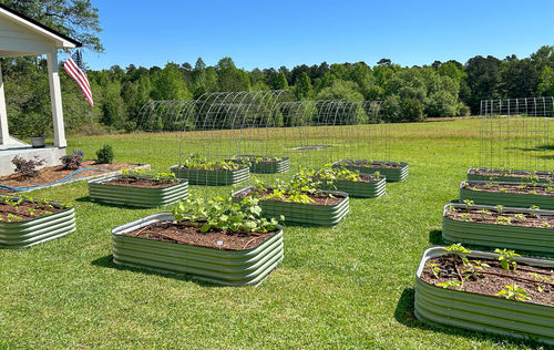 raised garden beds placed in garden growing plants