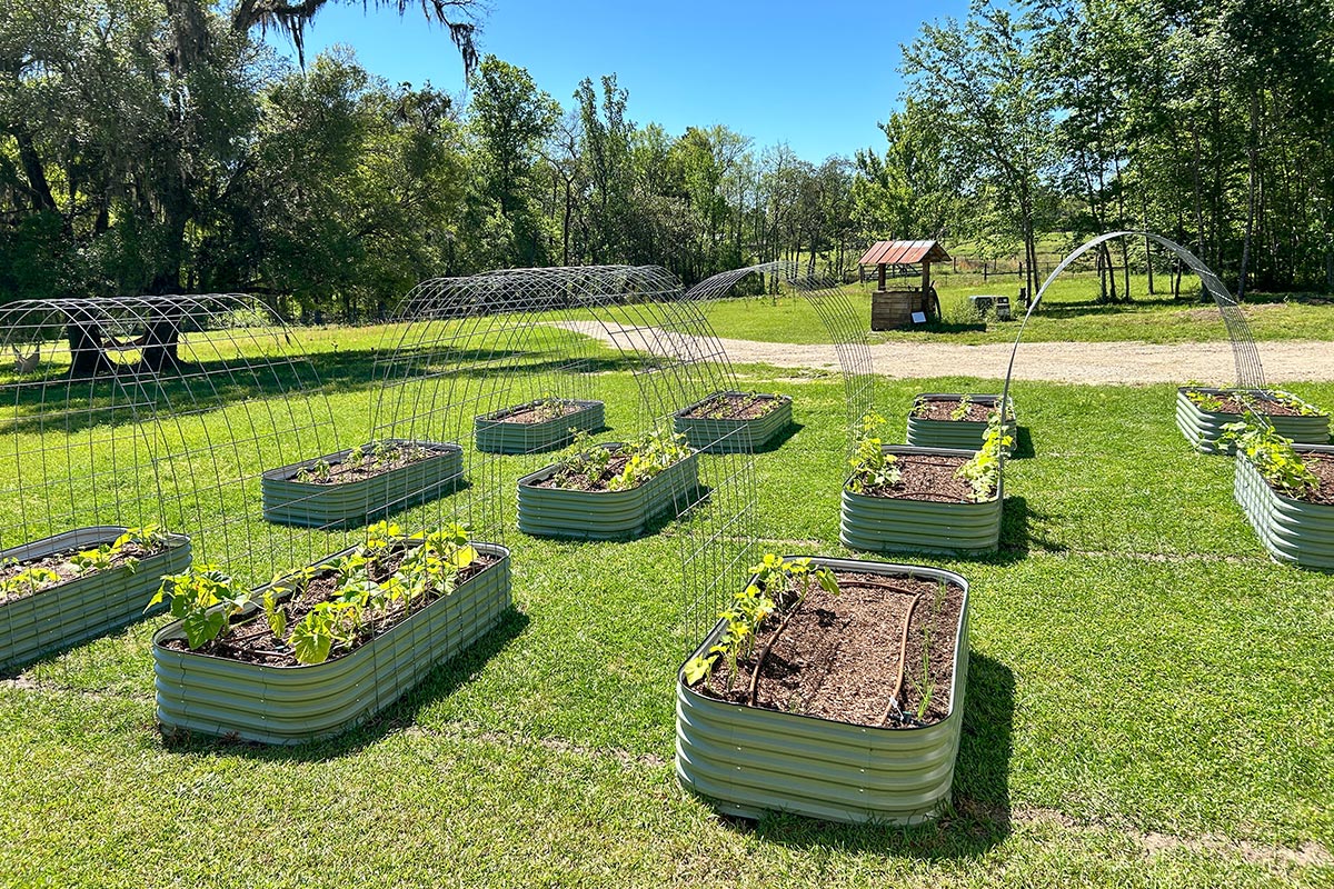 raised bed vegetable garden