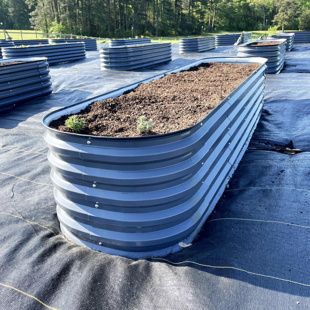 metal raised garden beds placed on landcape fabric