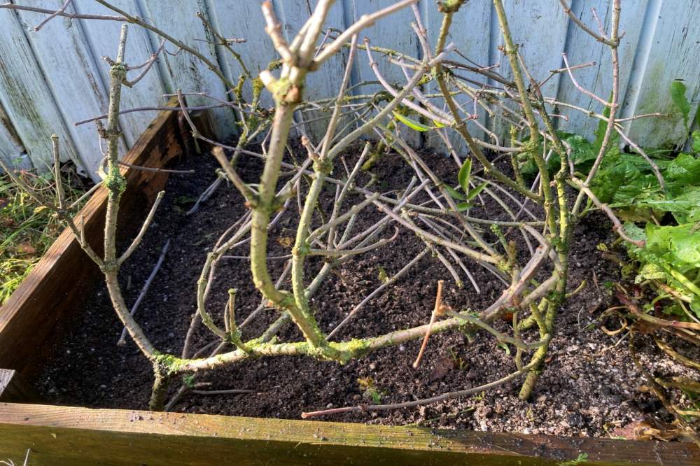 branches-on-raised-bed