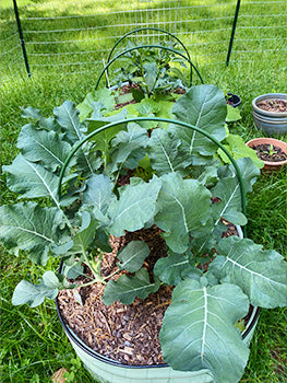 grow kale in raised vegetable garden-Vegega