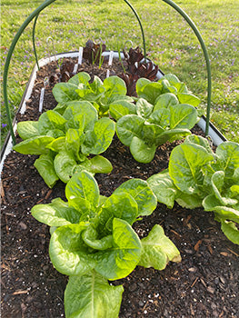 grow lettuce in raised vegetable garden-Vegega