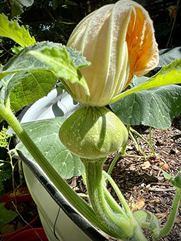 grow squash in raised beds-Vegega