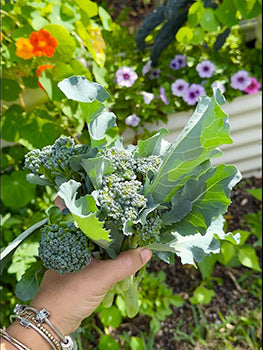 sprouting broccoli harvest from metal planters-Vegega