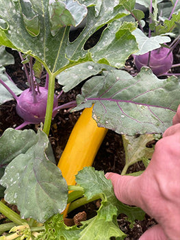 growing beets in raised planter-Vegega