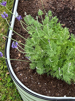 grow herbs in metal planter-Vegega