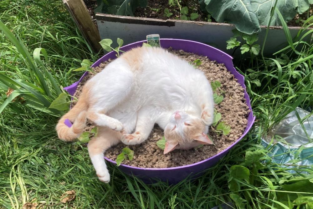 one-cat-sleep-on-planters-with-seeldings