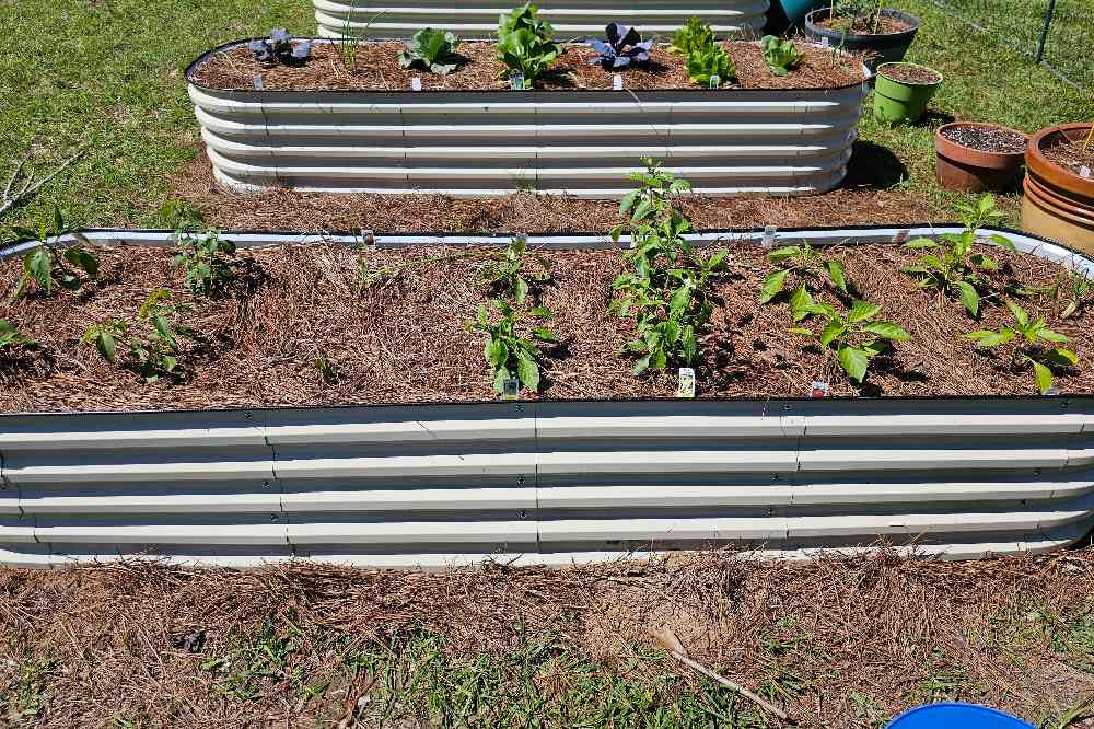 2x8 raised garden beds grow peppers
