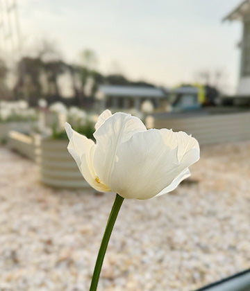 tulips in flower beds-Vegega