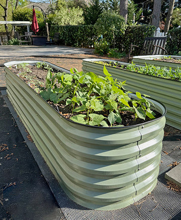 plant vegetables in raised garden bed-Vegega