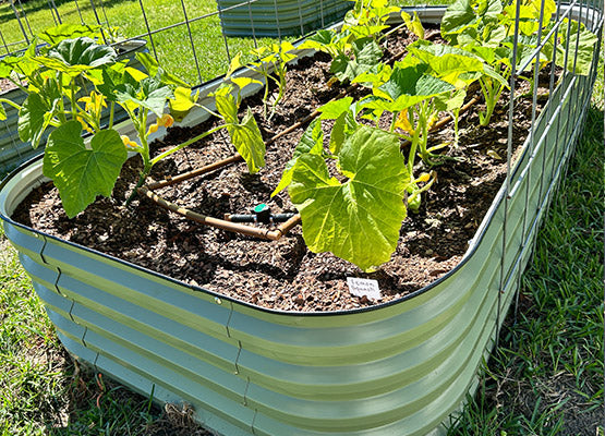 grow cucumbers in raised garden bed-Vegega