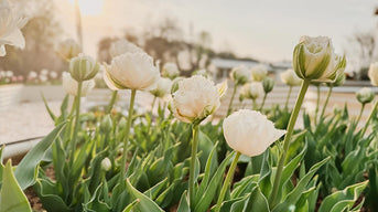 grow lush tulip plants in raised flower beds-Vegega