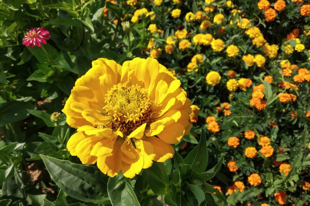 A decorative zinnia flower grows in the garden