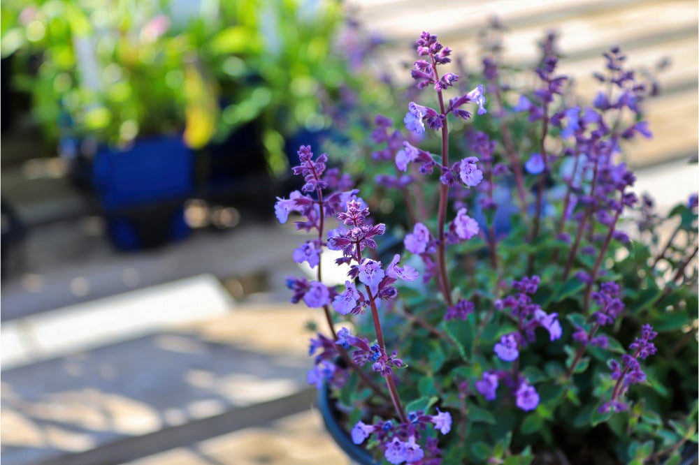 A pot of catmint flowers growing on a deck