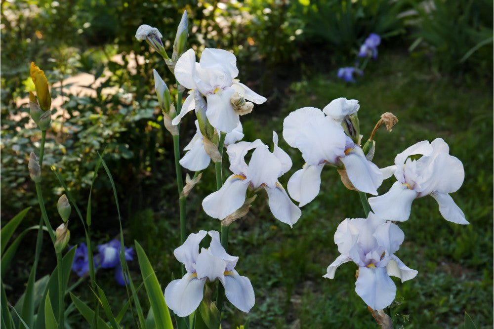 White Iris Flowers Growing in Garden