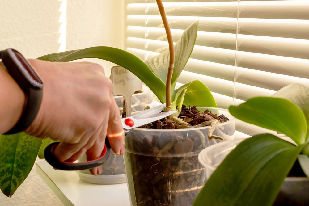 Cutting-the-flower-spikes-of-an-orchid-plant