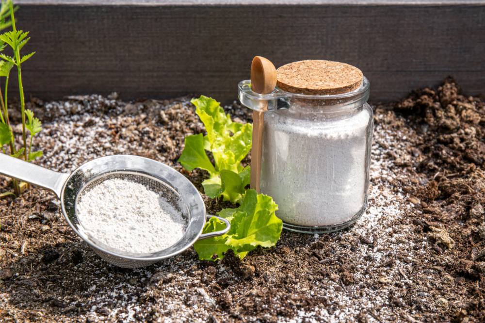 Diatomaceous earth powder was put around the lettuce seedlings for repellent