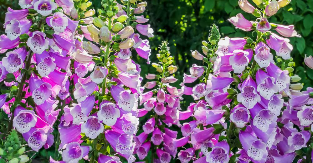 Foxgloves