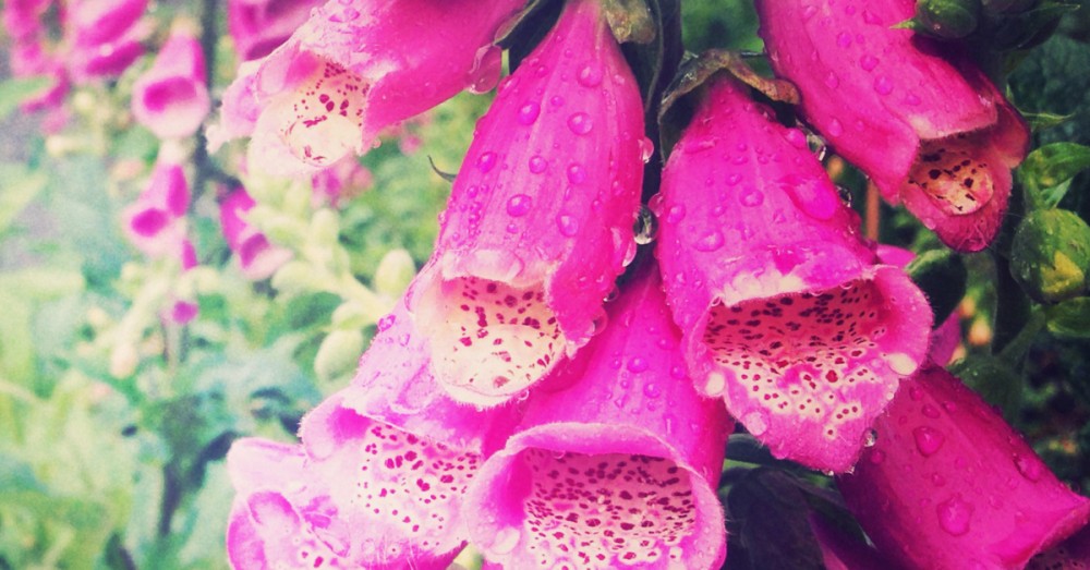 Foxgloves-purpurea