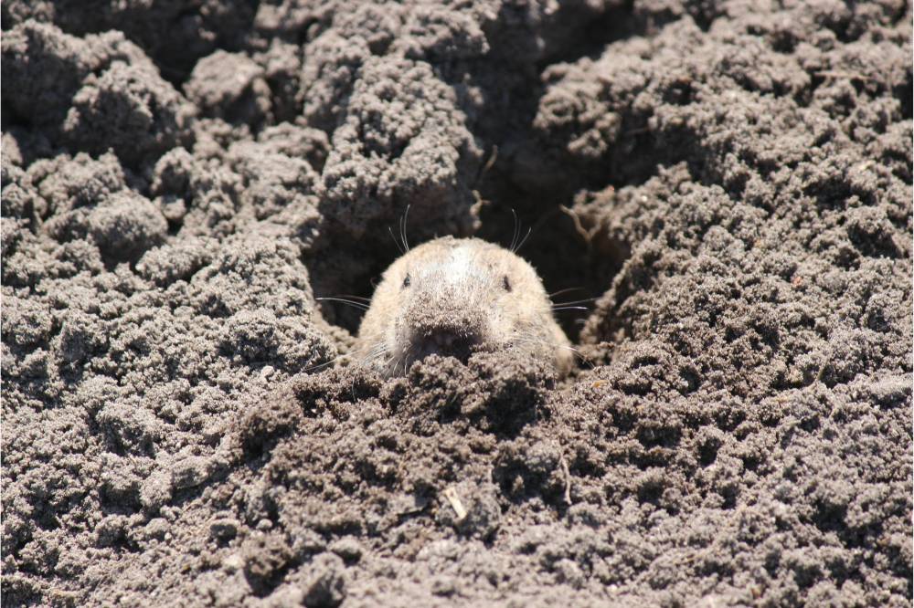 Gopher digging a hole in the soil