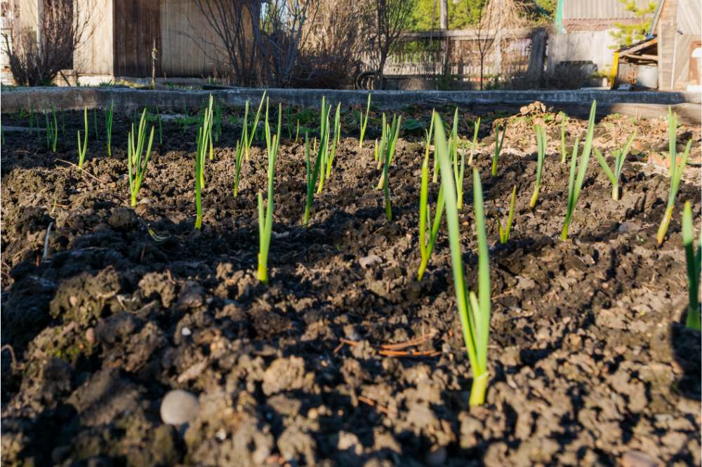 Growing-young-sprouts-of-garlic-on-the-raised-bed