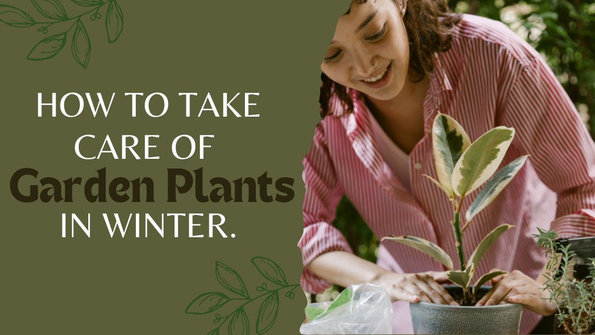 How To Take Care Of Garden Plants In Winter