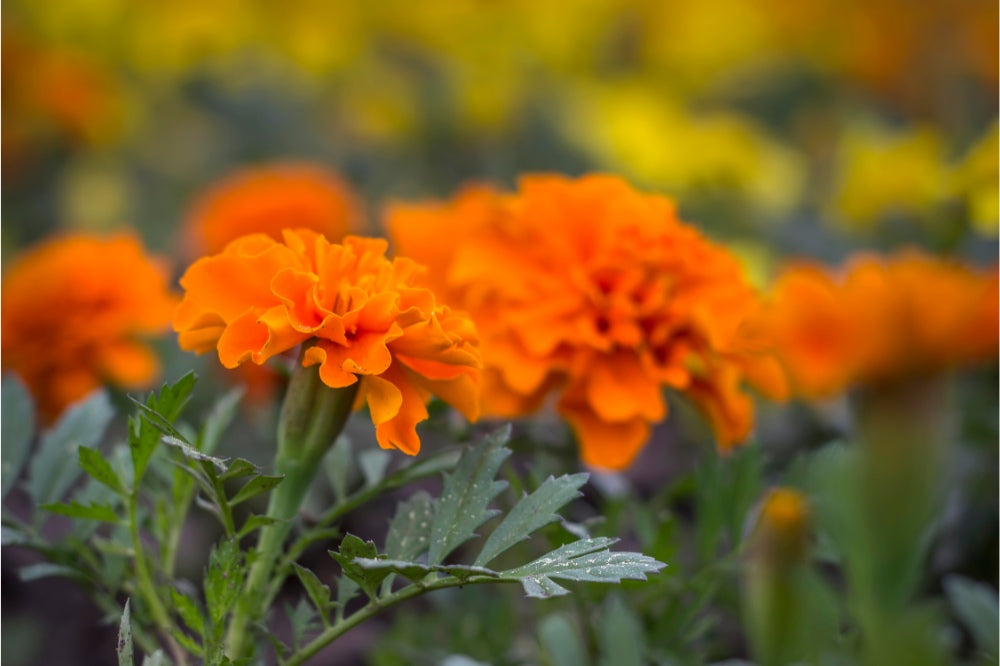 Marigold Flowers in the Garden