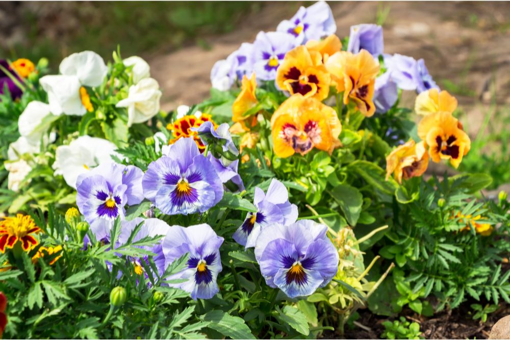Pansies growing on the flower bed in garden
