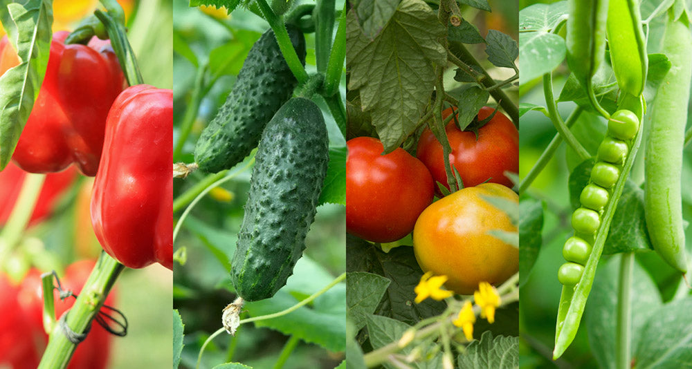 Pepper Cucumbers Tomatoes SnowPeas