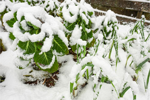 Vegetable garden with winter snow.jpg__PID:c64e93d3-9456-47b9-84c7-6753d7ec6208