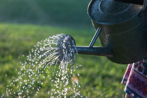 Watering.