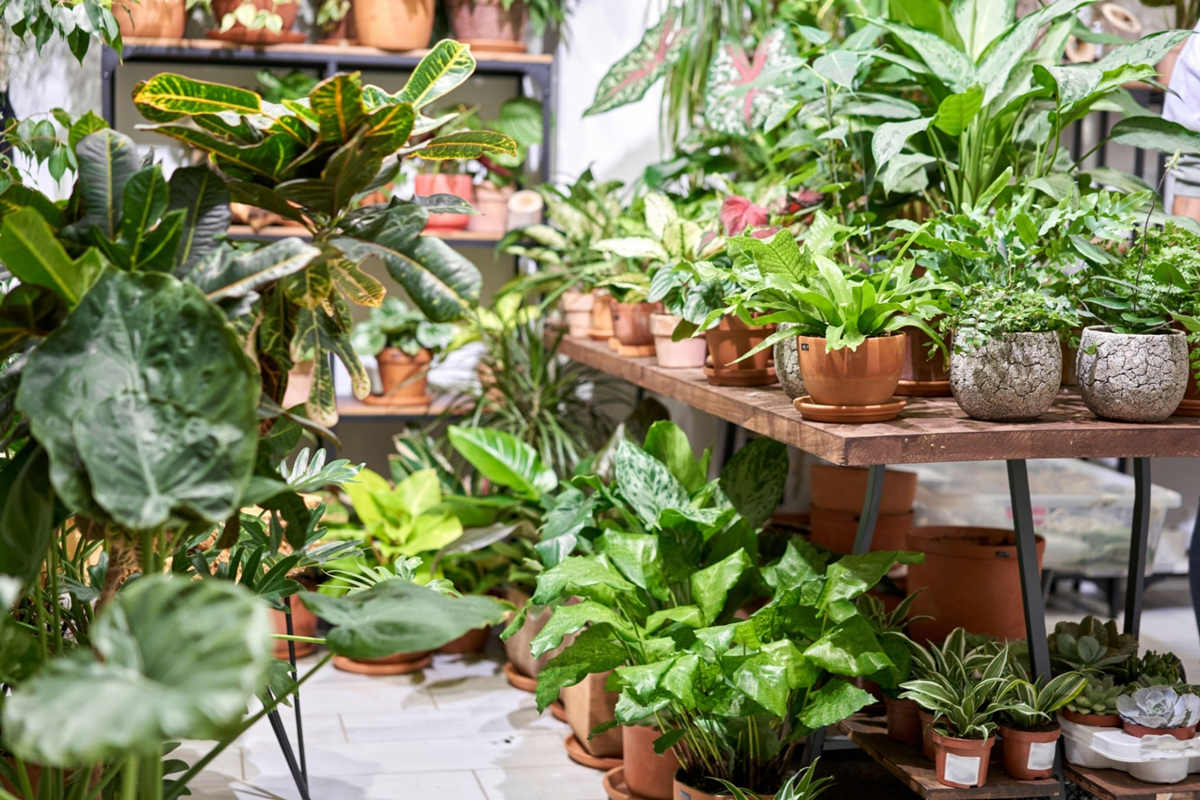 What to do for your Plants this Winter