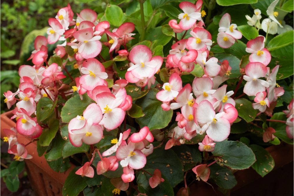 White and pink begonia flowers grow in pots in the garden