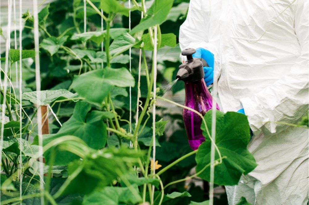 Worker sprays organic pesticides on plants