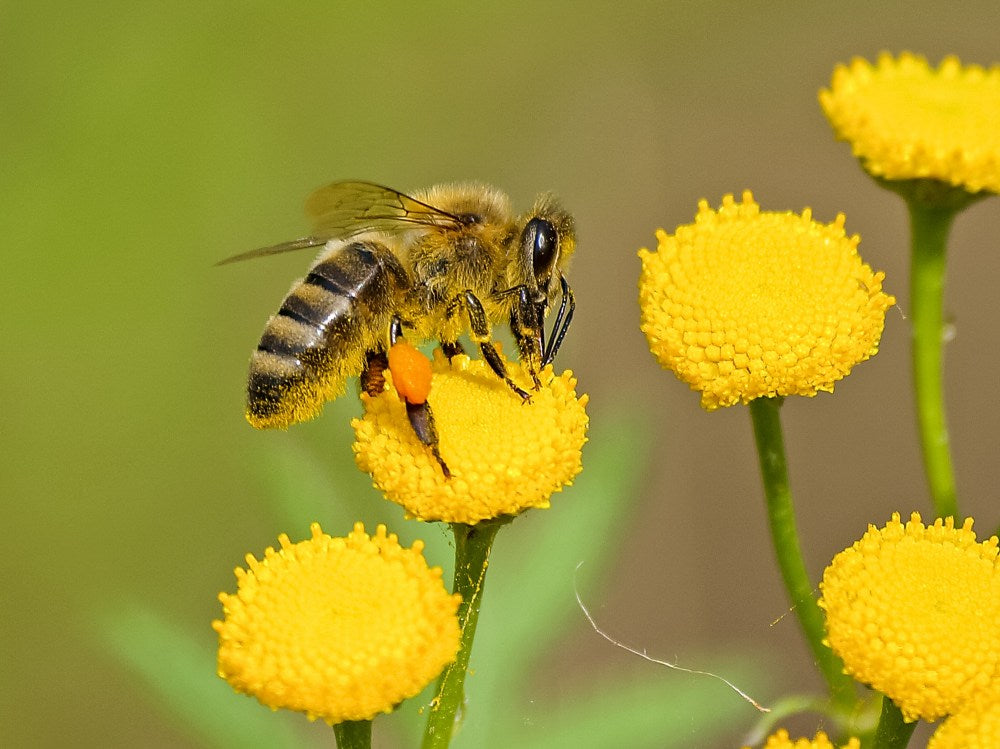 a-bee-next-to-the-pollinator-plants