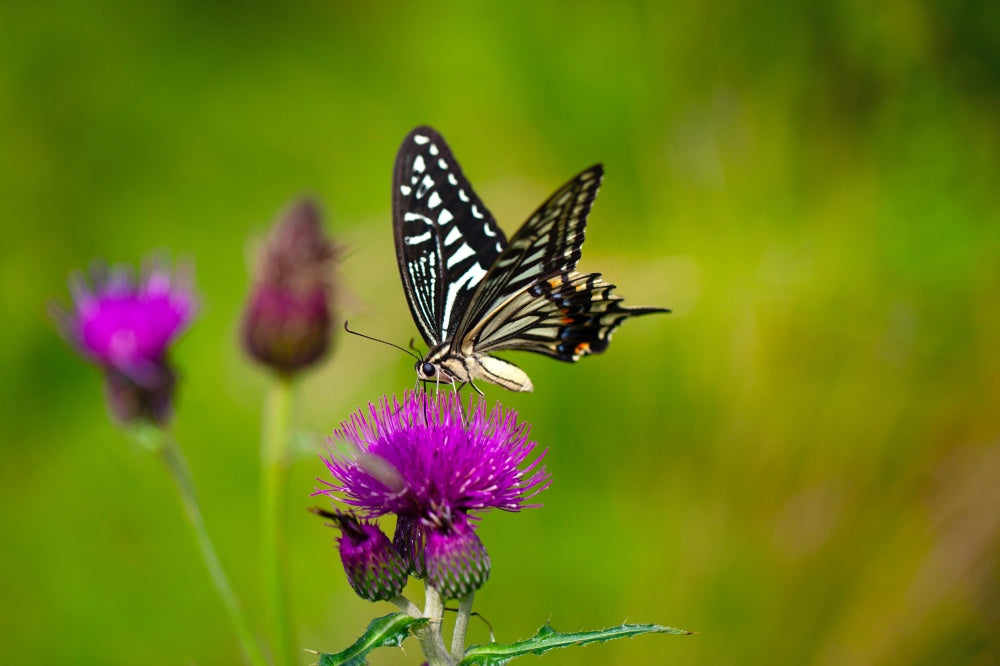 a-butterfly-next-to-the-pollinator-flowers