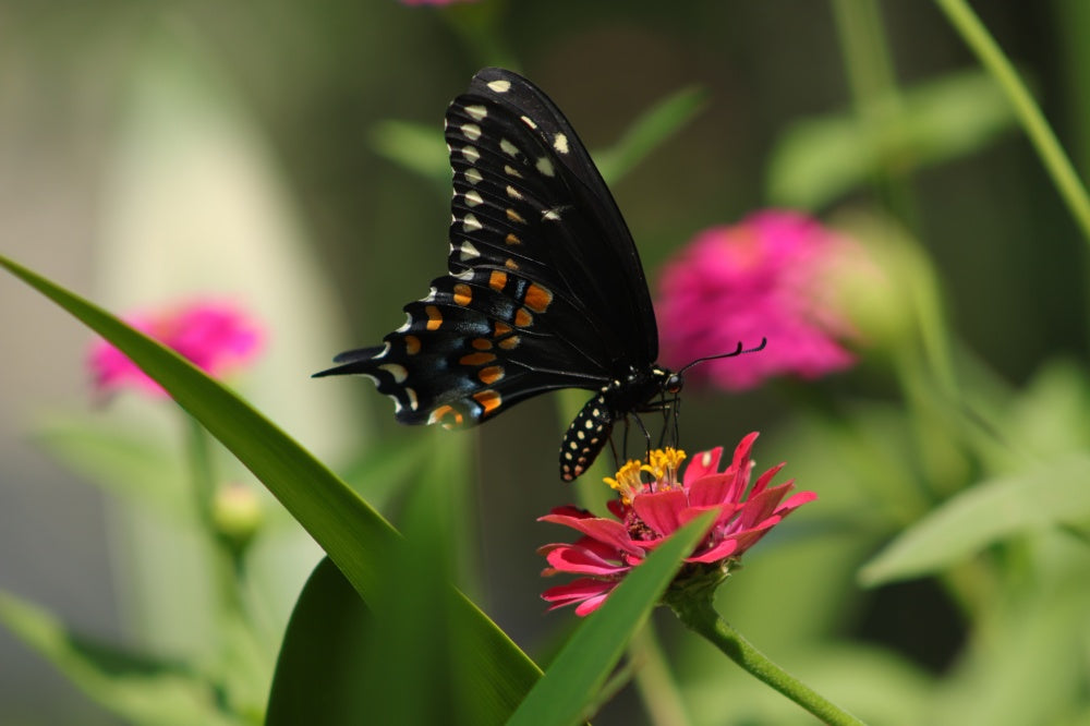 a-butterfly-next-to-the-pollinator-plants