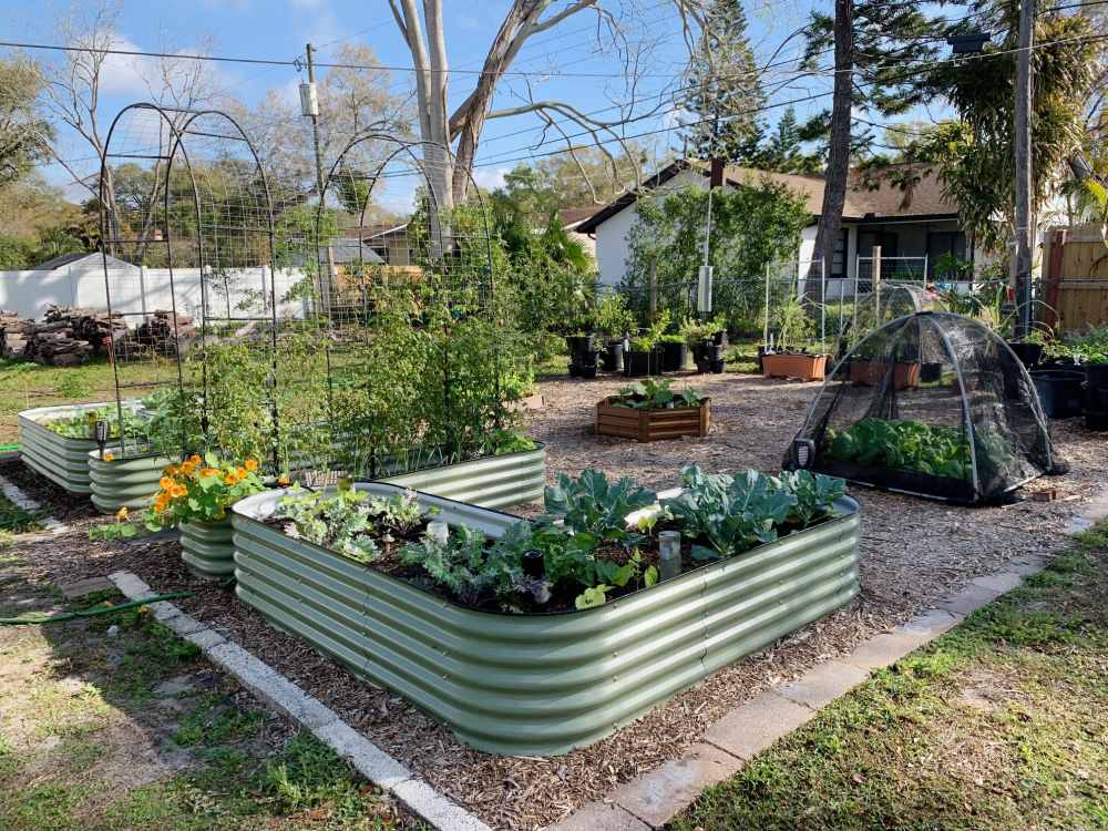 orderly backyard with green metal raised garden beds growing vegetables and flowers and arched trellis