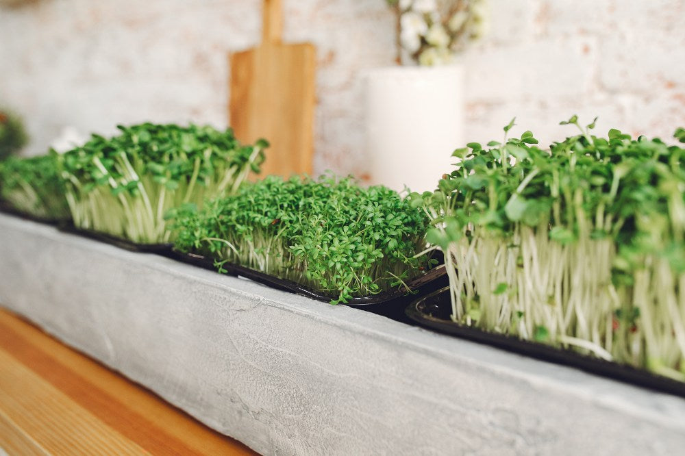 beet-seedlings-greens-growed-in-containers