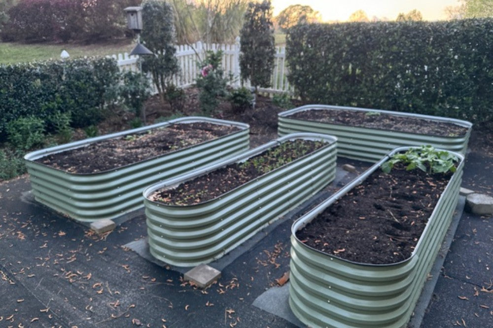 berry patch raised bed garden